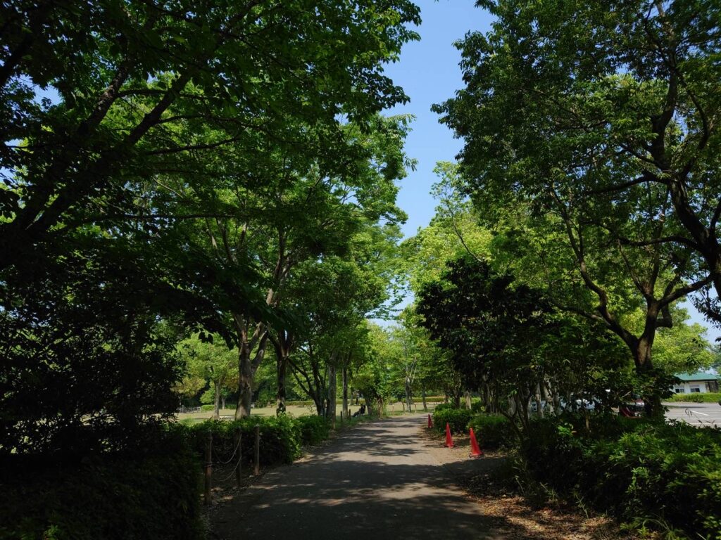 セラピーヨガ・　井頭公園散策