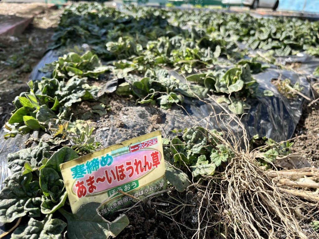 AM:軽農作業or創作、PM:ヨガ～椅子ヨガ～